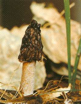 这是什么菌类是否可食