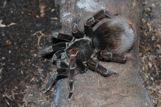 养捕鸟蛛是种什么体验?