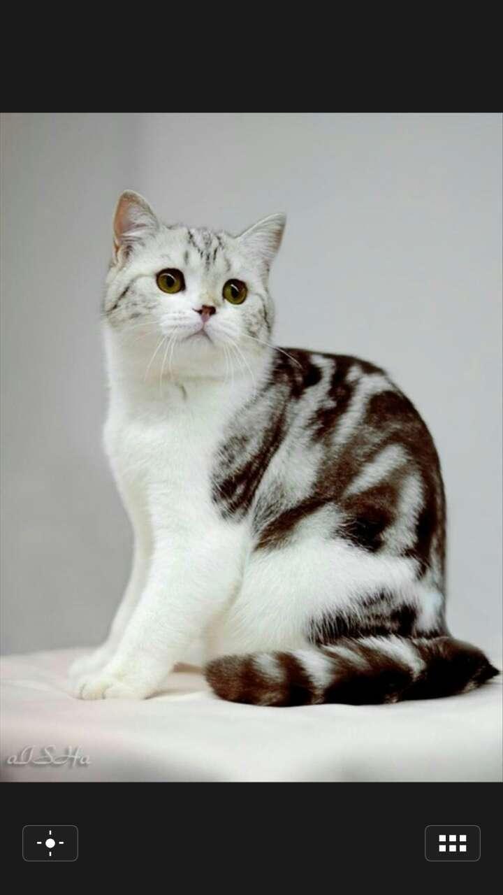 英国短毛猫有没有虎斑色?