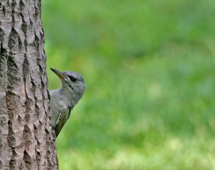 北方校園裡常見的鳥兒都是什麼鳥兒呢除了麻雀和喜鵲哪位大蝦能科普一