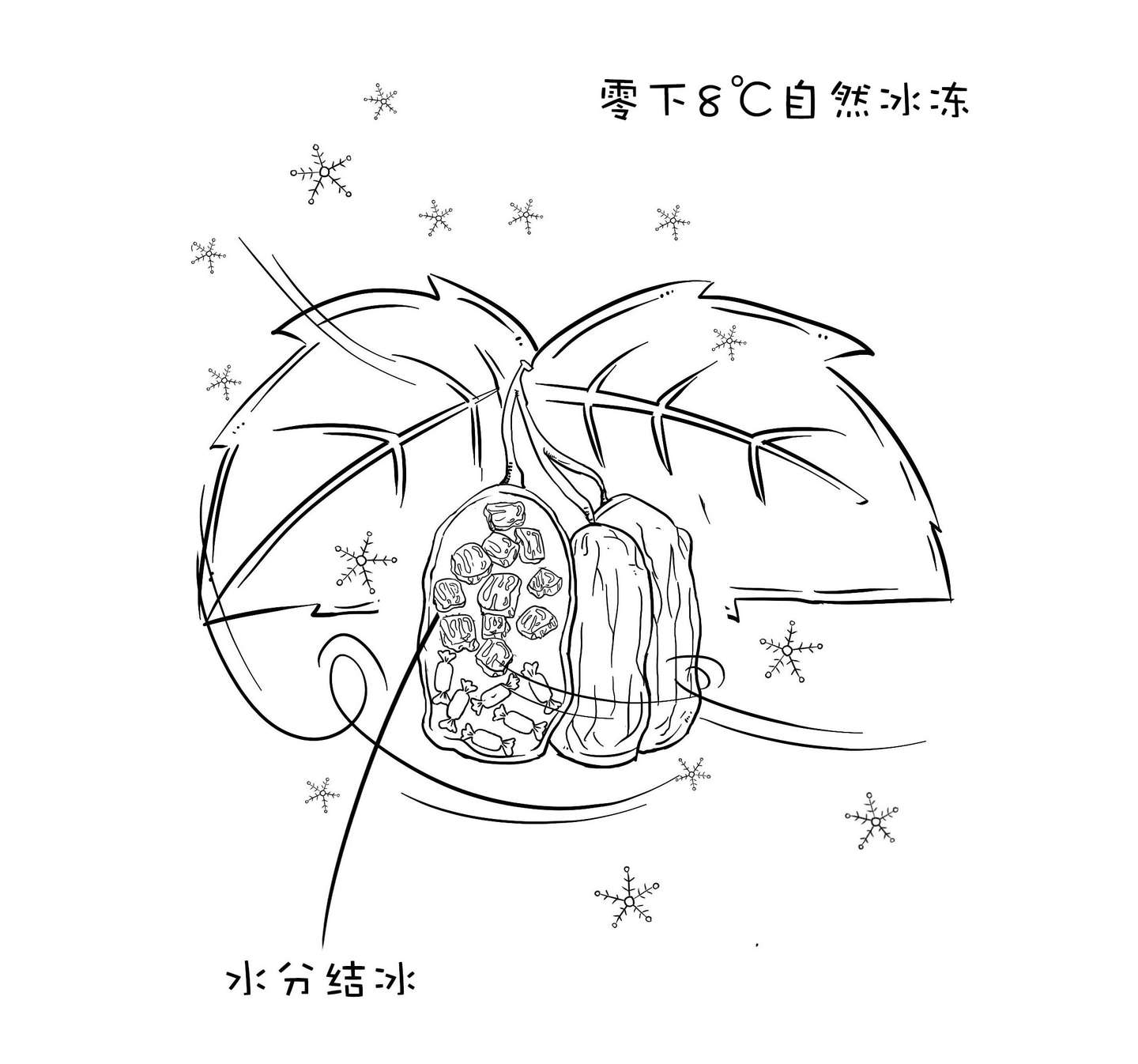 冰酒是什么 知乎