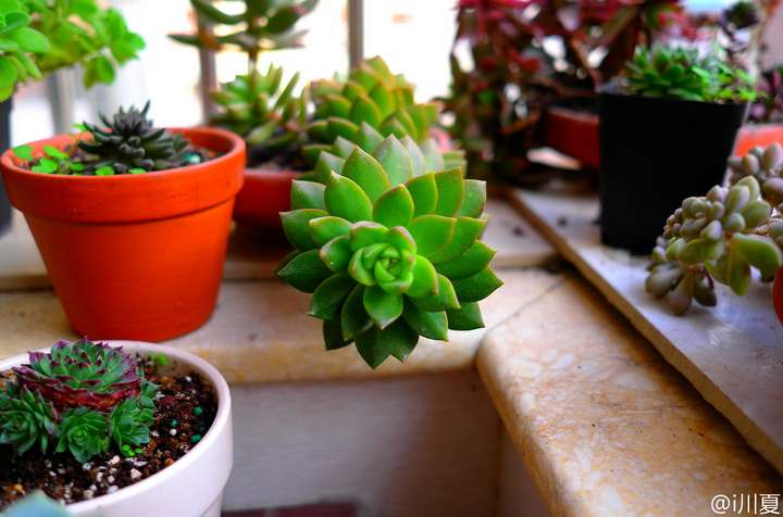 多肉徒长后再养好是什么样的体验?