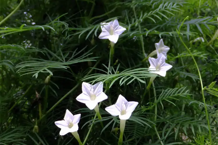 如何diy一款茑萝 藤本 的铁艺花架 知乎