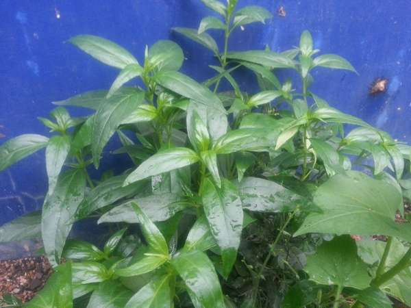 我妈说图片中的植物是苦叶,有清凉解毒,治疗咽喉炎,扁桃体发炎的功效?