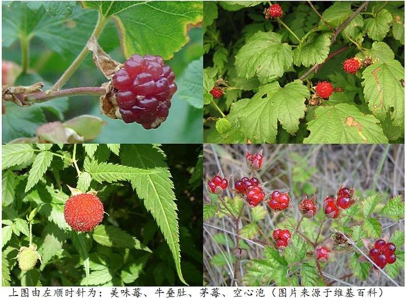 待到山花烂漫时 酸酸甜甜的木莓 知乎