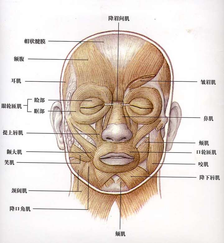 笑肌解剖图片图片