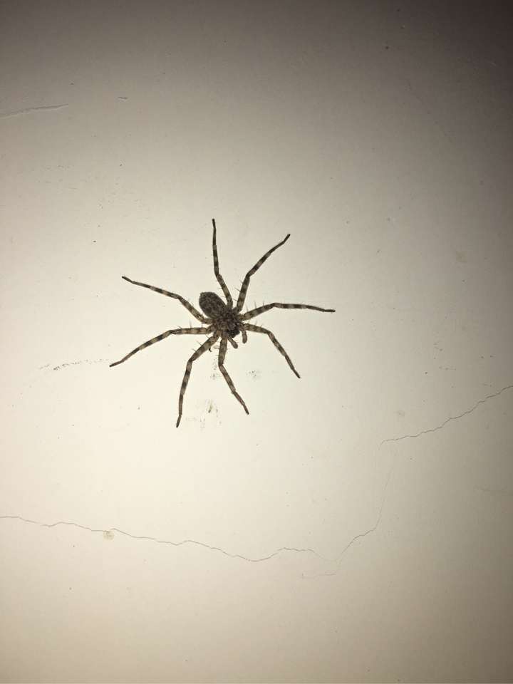 白额高脚蜘蛛是这样的么?