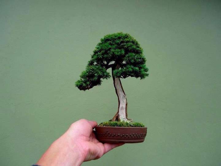 为什么小微盆景国内没有一个公司运作的知名品牌?