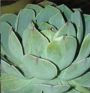 多肉植物玉蝶和石莲花的具体区别是什么