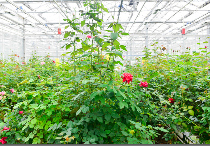 荷兰的花卉产业为什么这么发达 优势体现在哪些地方 知乎