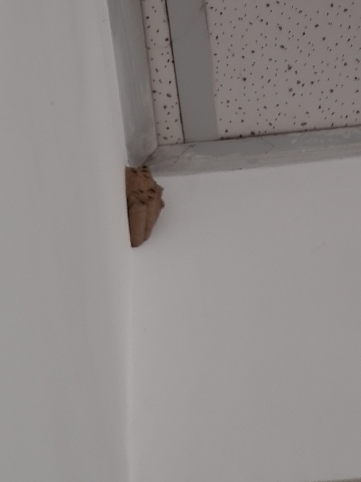 教室墙角有大概长五六厘米的,泥巴颜色蜂窝状的东西,像一个巢一样