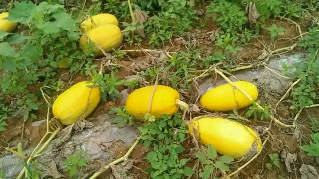 好神奇 这种瓜看似其貌不扬 却藏了一肚子金丝 知乎 好神奇 这种瓜看似其貌不扬 却藏了一肚子金丝 知乎