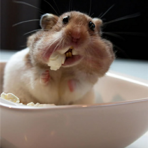 新手,买了三线仓鼠怎样?