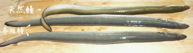 鳗鳗吃 我在帝都吃过的那些鳗鱼饭 知乎