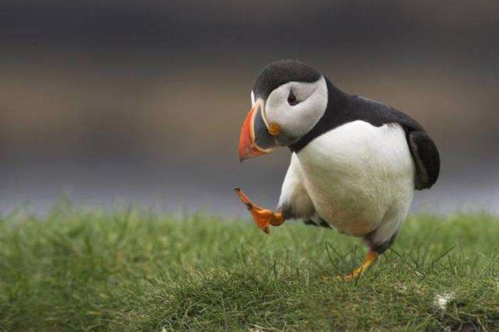������Ȼ�Ѻ��У�puffin, ֮ǰ������˺�𿣩��ô�ȵ���������˵�������