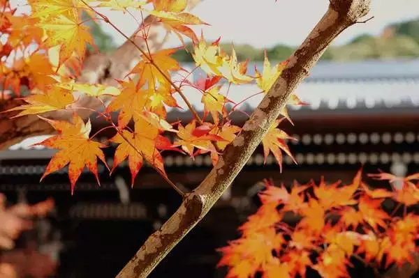 日本红叶圣地大集合 难道你想再等一年 知乎