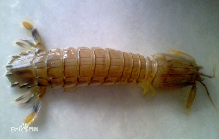 有种红色的海虾,有着一双 大钳子,浙江台州一带的叫它拉嘘虾,虾滴当.