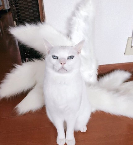 狐狸的尾巴等级是自然形成的吗?