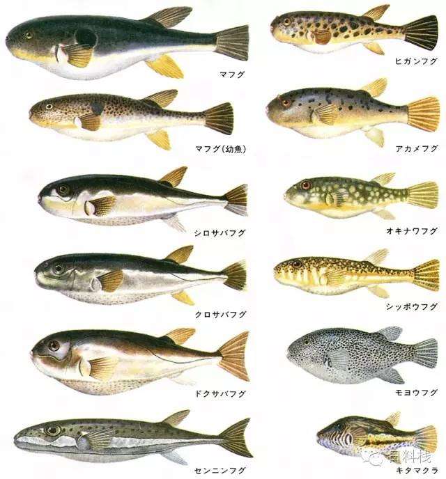 怎么吃河豚才 会 死 知乎