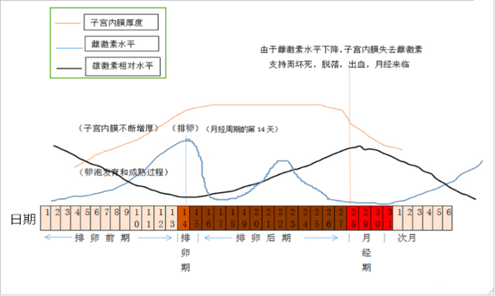 在月经周期中雌/雄激素的