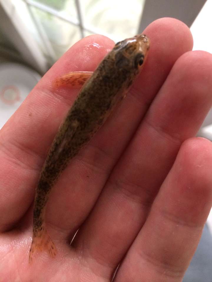 这是什么鱼啊 各位鱼友们?