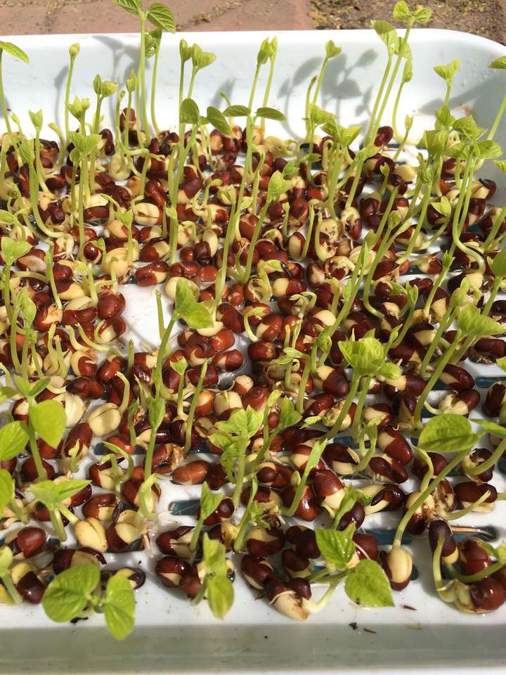 有绿豆芽,黄豆芽,为什麼没有红豆芽?