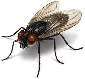 苍蝇有多少条腿?