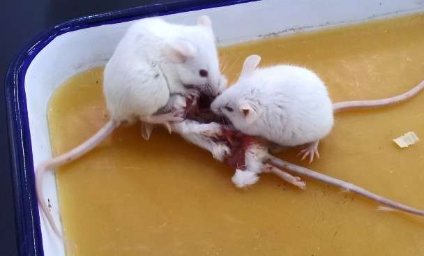 哺乳动物会吃同类吗?非哺乳动物呢?被狼群养大的狼孩会吃人类吗?