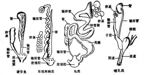 这种蛋中蛋是怎么产生的?