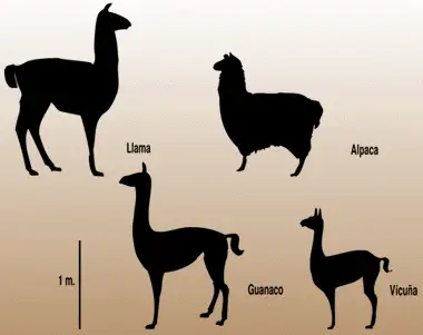 alpaca llama