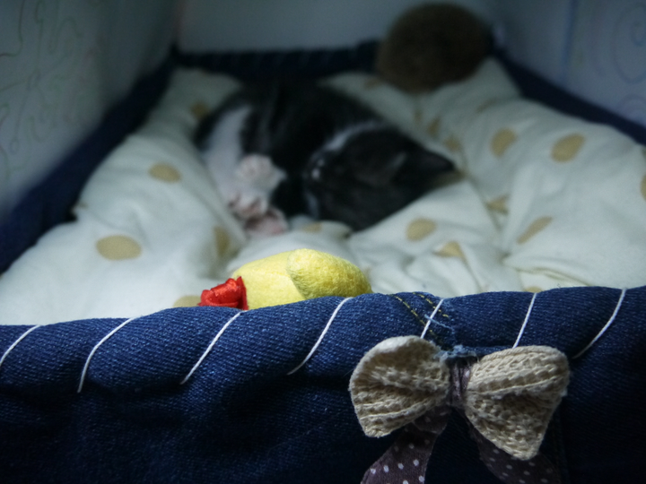 在大学宿舍里养猫是一种什么样的体验?