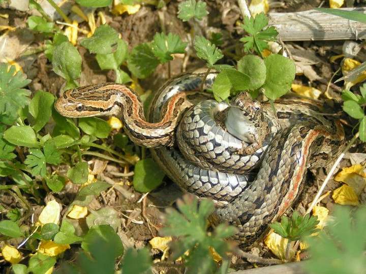 看不太清,应该是红纹滞卵蛇,无毒.