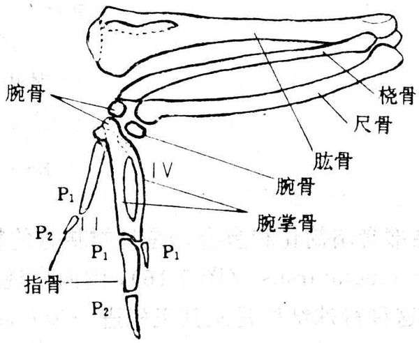 鸟翅骨骼如下