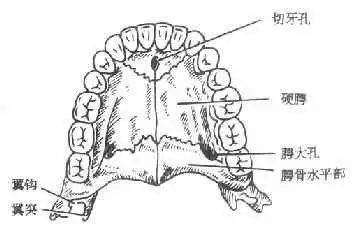 顎顎頷頜頦這幾個字在醫學上對應的部位分別是什麼