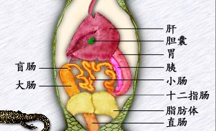 鸟类,爬行类,两栖类,鱼类等都是排泄和排遗共有一个泄殖腔,不像哺乳类