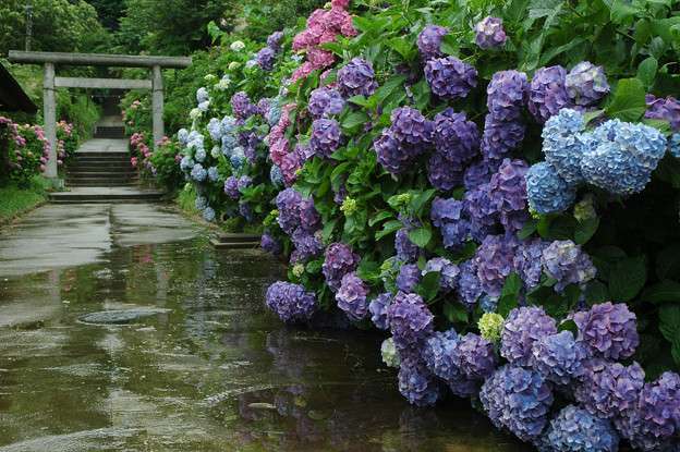 节气手帖 夏至 紫阳花 知乎