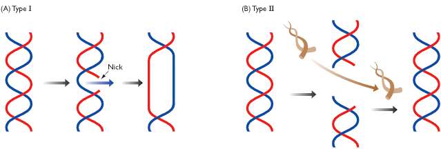 dna 的雙螺旋結構,解開時兩端要轉很多圈嗎?