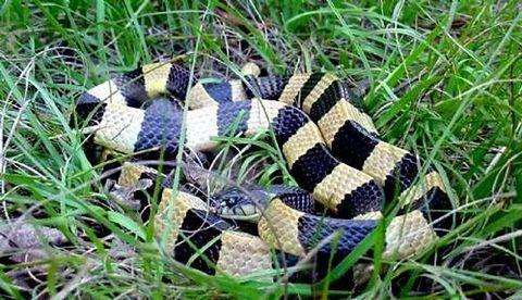 下图是加州王蛇: 同理,中国的王锦蛇(菜花蛇,臭青公,大臭蛇)