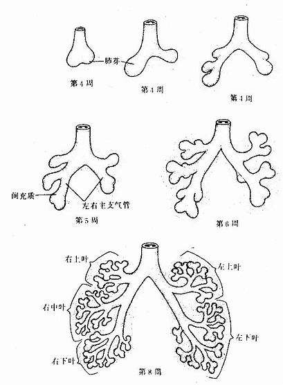 肺左二右三图片