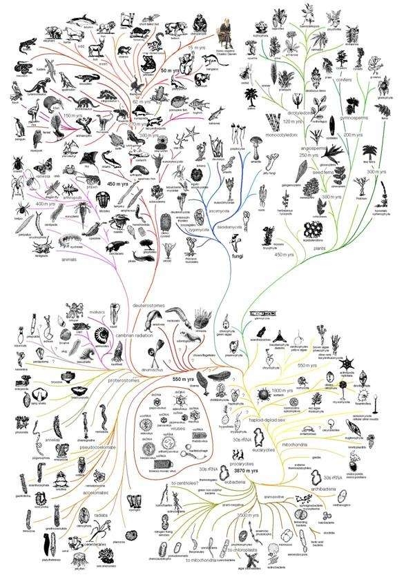 我们首先要从进化树中去寻找,最先出现五指结构的人类进化祖先