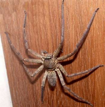 这是蜘蛛么为什么只有七条腿