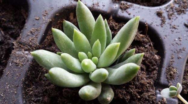 千佛手,属于景天科多肉植物                     喜欢太阳,耐旱,一个