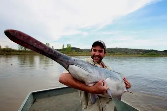 匙吻鱘,鴨嘴魚鱘魚要養五到十年才能產魚籽醬,產量不高,殺魚取卵,比較