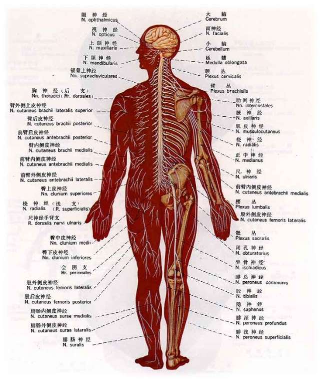 人体后背骨骼图图解图片