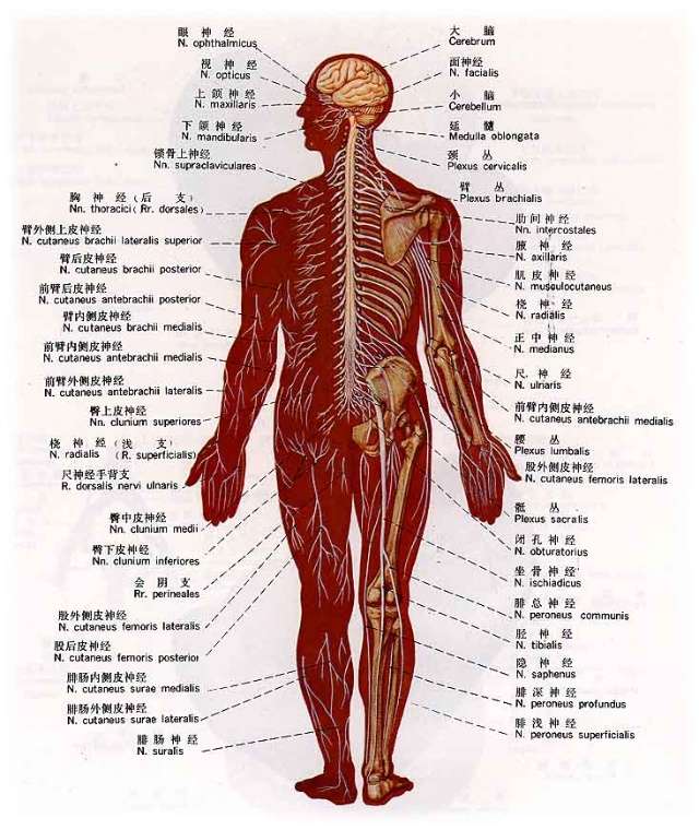 先給各位看下背部的解剖結構