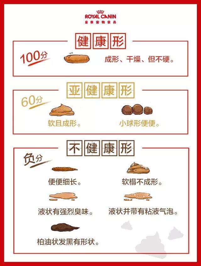 健康的猫屎是什么样子的