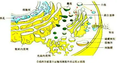 高一生物内质网和高尔基体? - 知乎