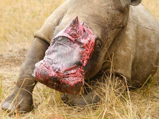 犀牛是唯一没有天敌的动物?