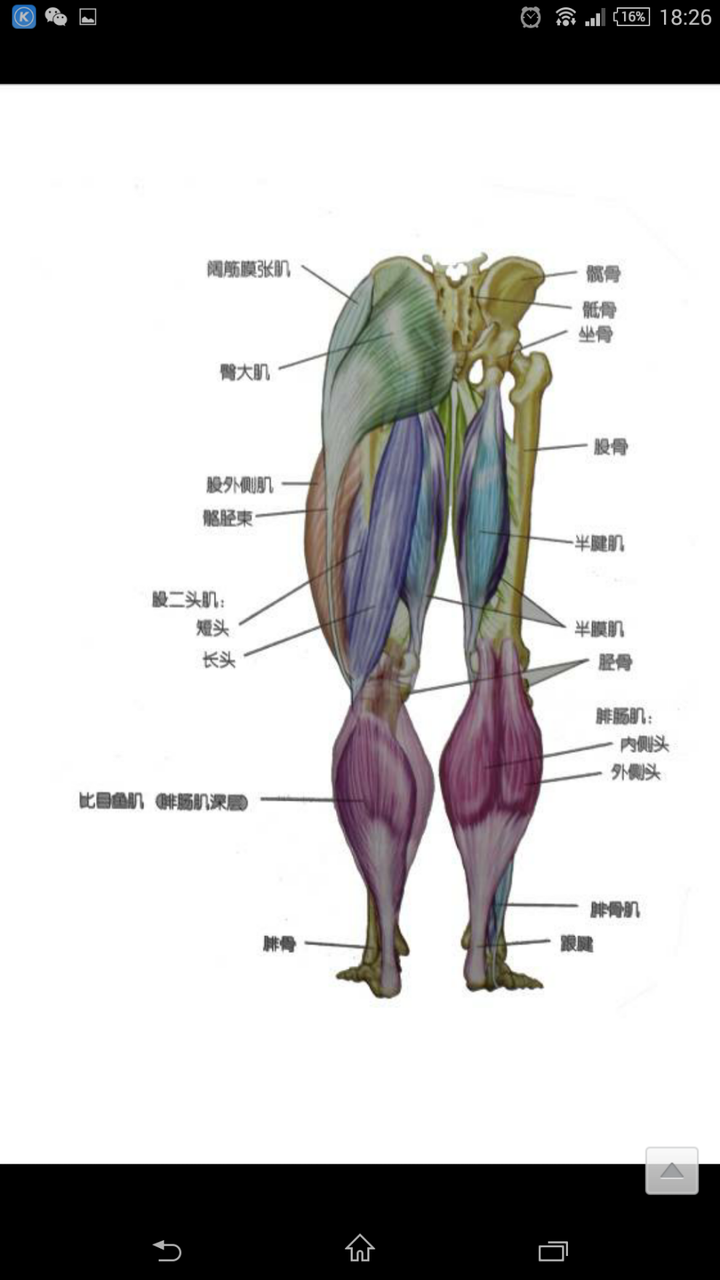 股四头肌的解剖结构图图片