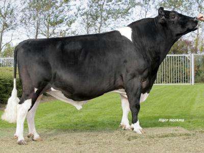 公奶牛能不能产奶